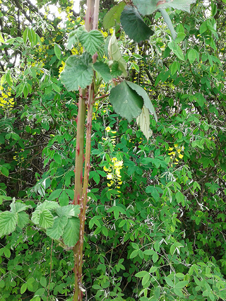 thick himalayan blackberry vine hangs vertically over a lush green background of shrubbery